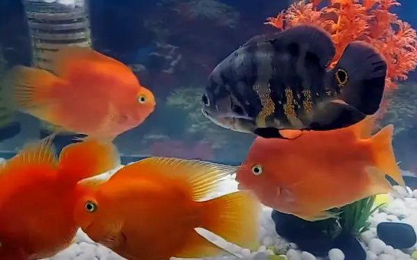 Fish That Are Omnivores 14 Facts Need To Know Aquariumia