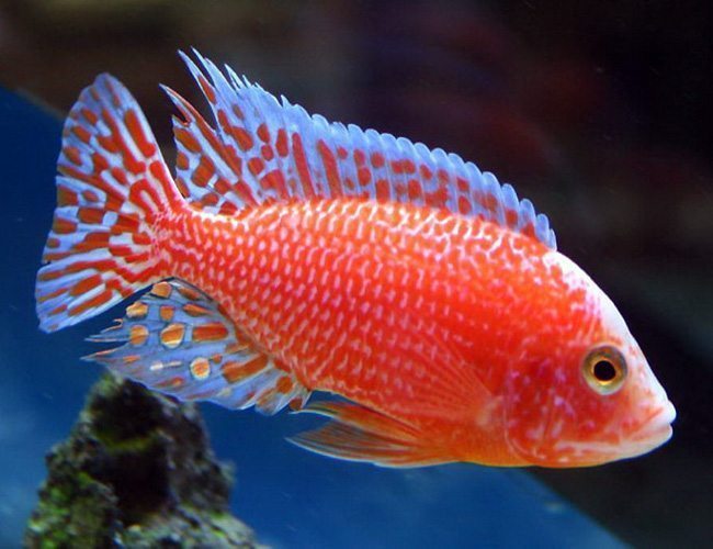 albino strawberry cichlid