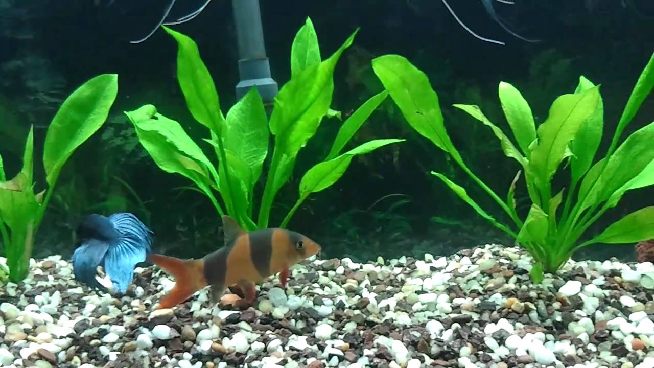 loach with betta