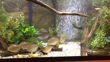 How Many Silver Dollar Fish in a 55 Gallon Tank  