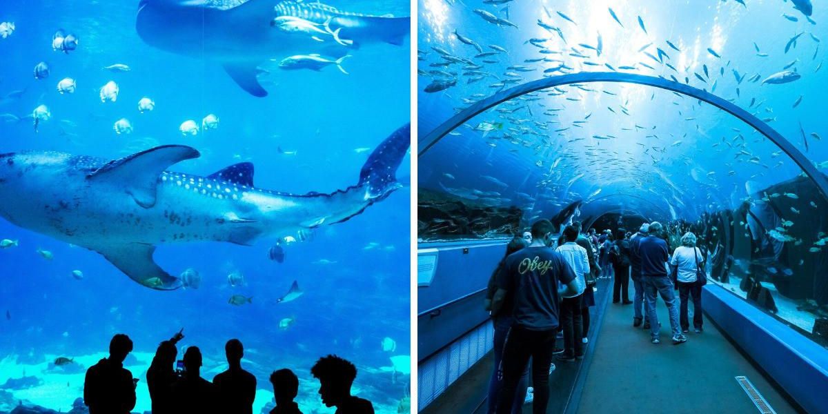 Atlanta Aquarium tem tubarões -baleia