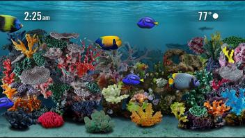 9 Things Every Roku Fish Tank Fish Types Lover Should Know! - Aquariumia