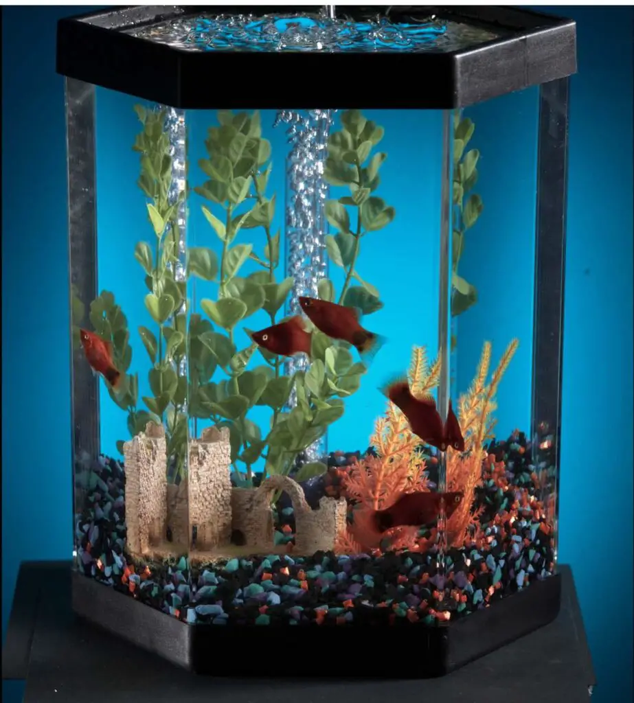1 gallon Fish tank