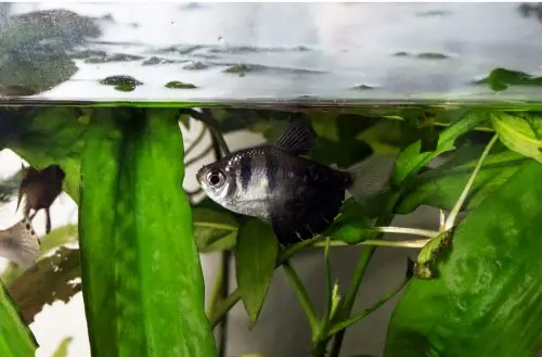 Black Mold in Fish Tank