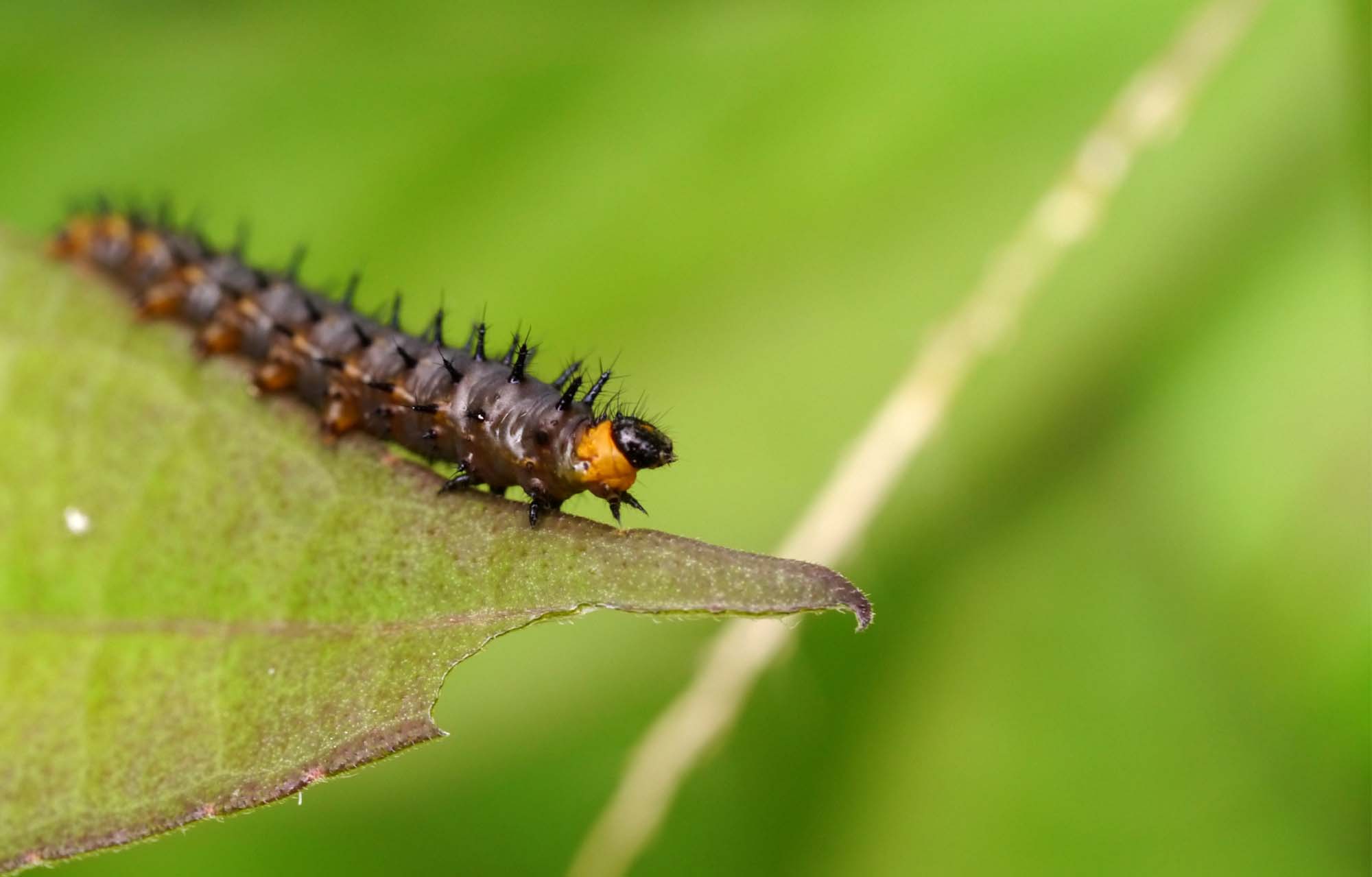 Red Worms in Fish Tank (best 8 types of worms information)