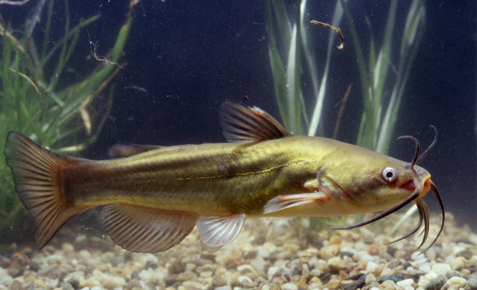 Black Mold in Fish Tank (9 Symptoms and treatment)