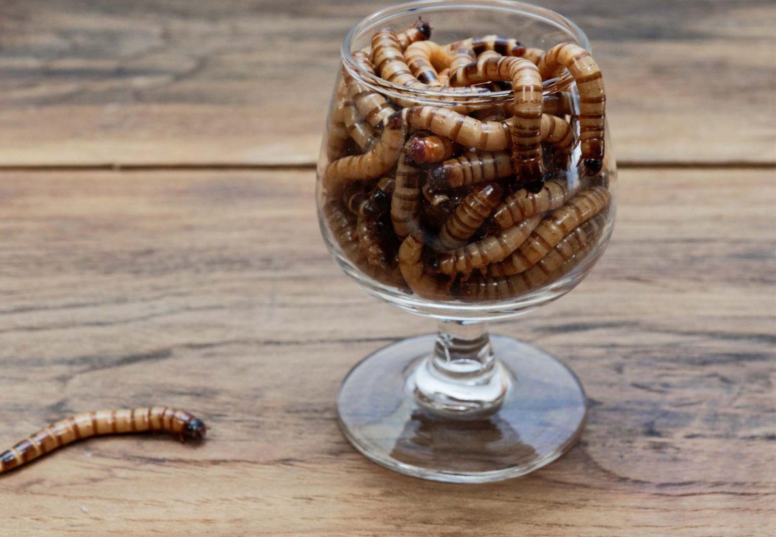 Red Worms in Fish Tank (best 8 types of worms information)