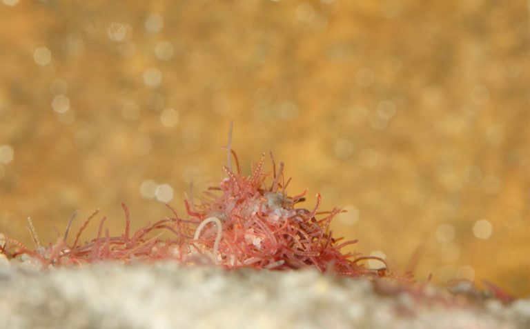 Red Worms in Fish Tank