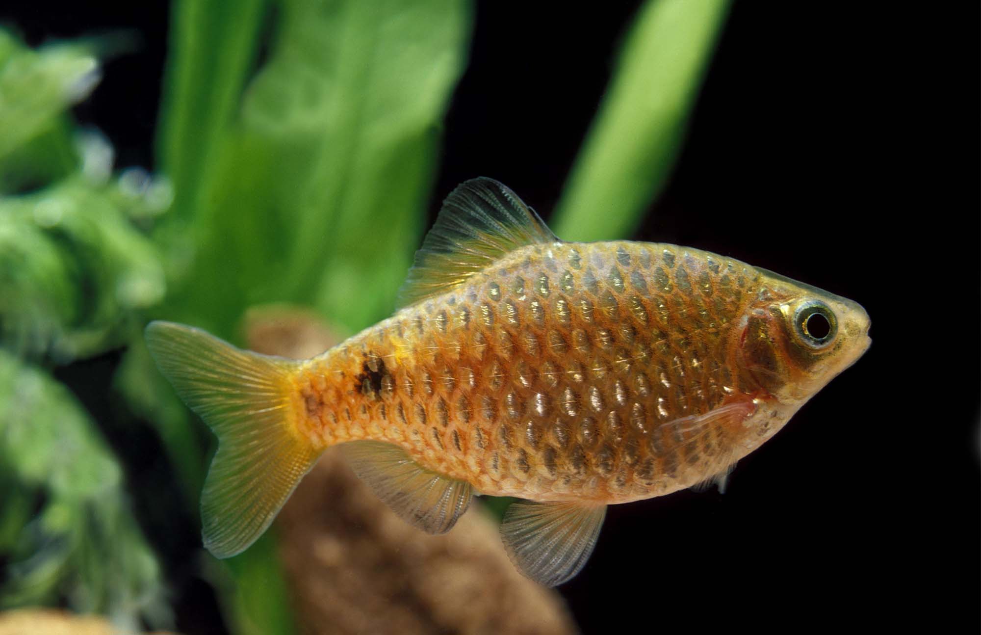 Black Mold in Fish Tank (9 Symptoms and treatment)