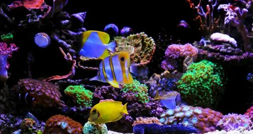 How Hard is it to Maintain a Saltwater Fish Tank