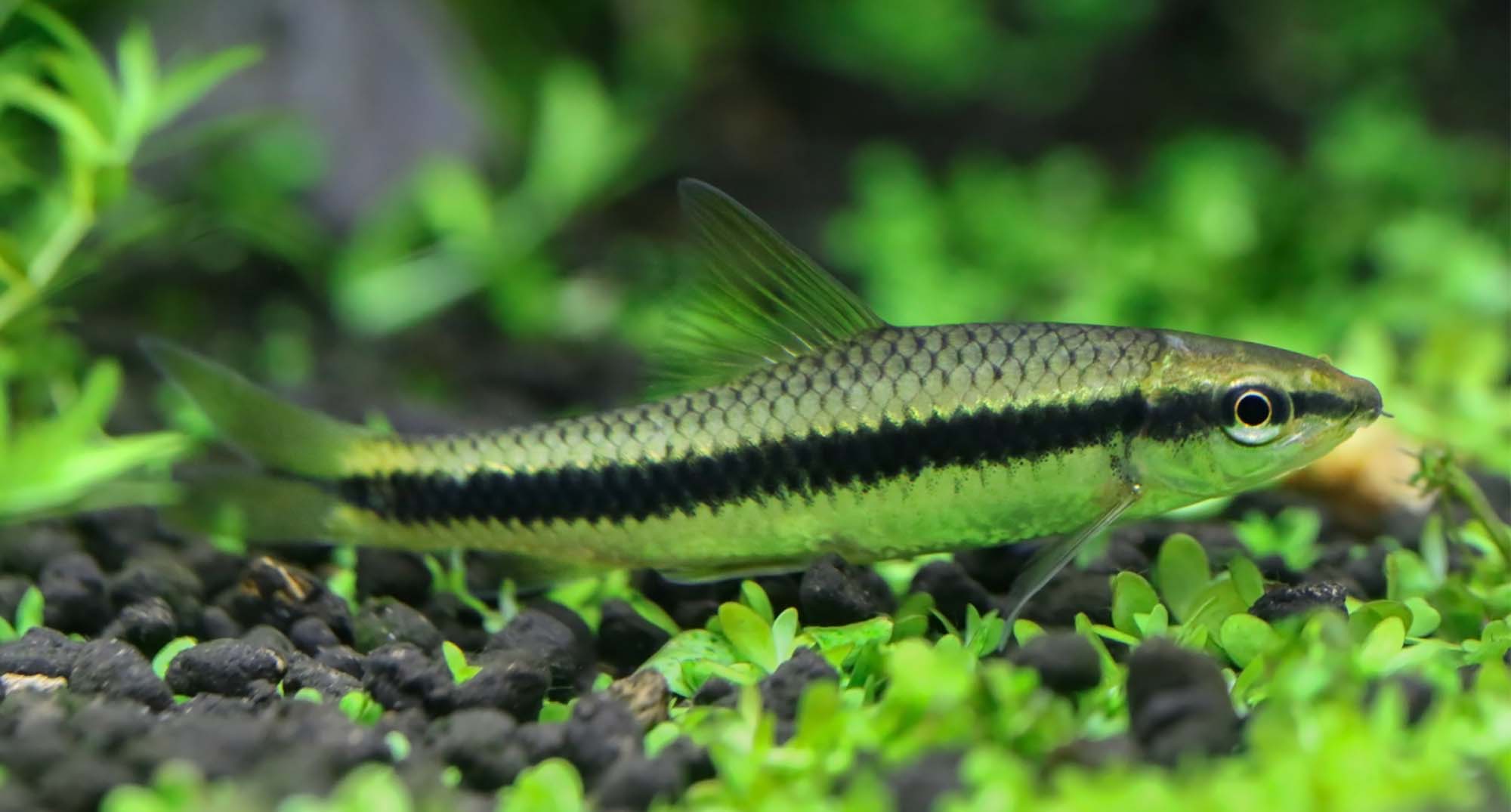 Black Mold in Fish Tank (9 Symptoms and treatment)