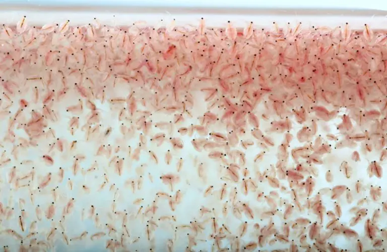 how to get rid of water fleas in fish tank