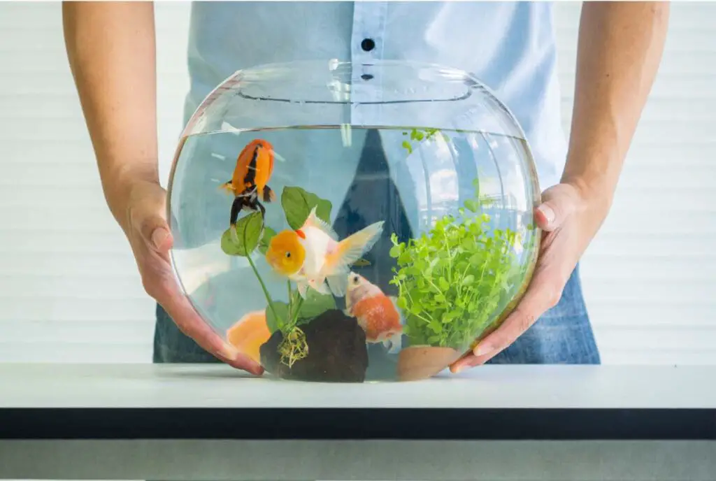 1 Gallon Fish Tank: 13 Must know Option For Starters 3 fish for one gallon tank