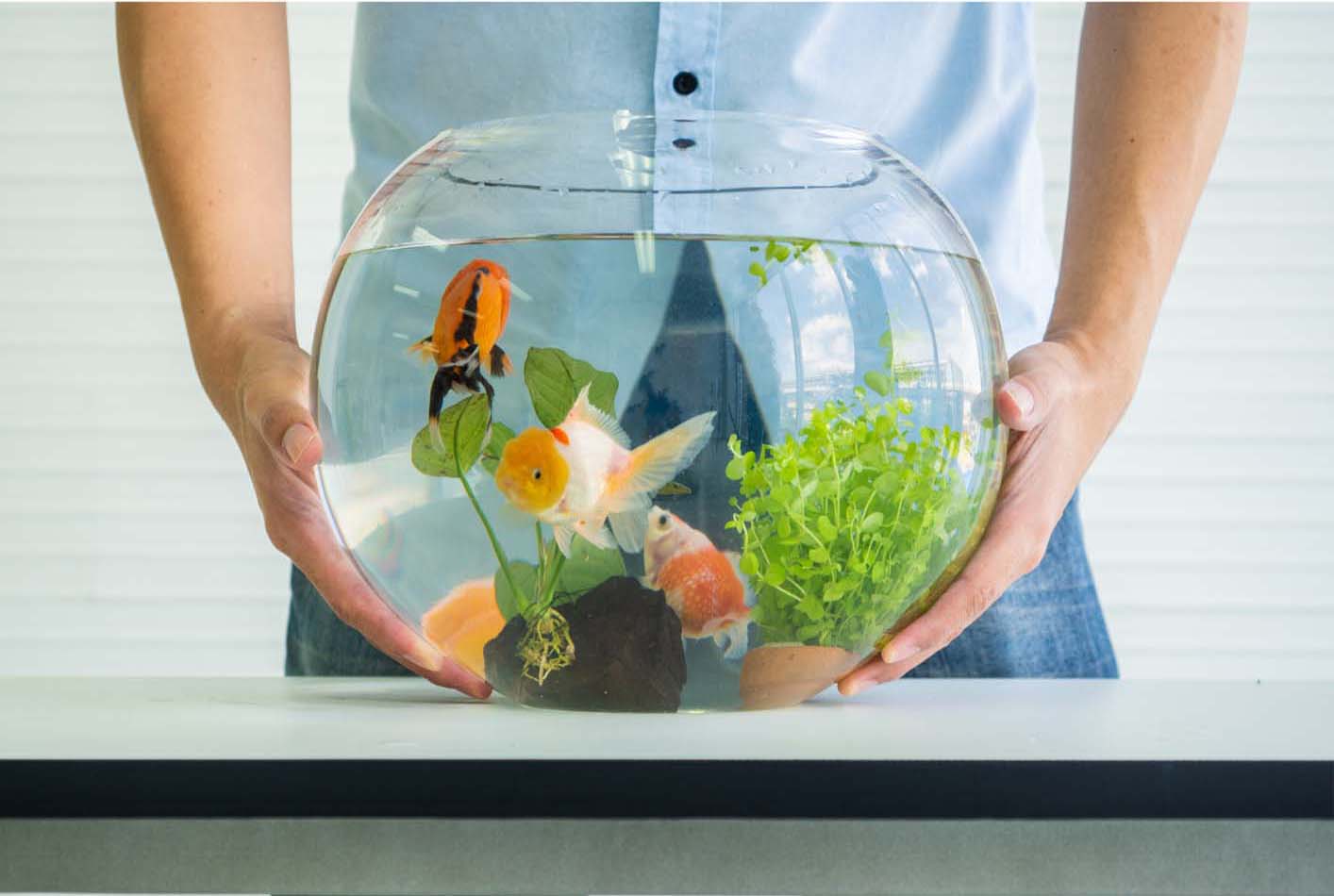 1 Gallon Fish Tank, Best 13 must know Option For starters