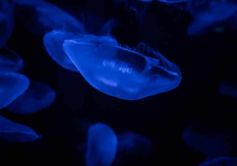 Does blue light cause algae in a fish tank