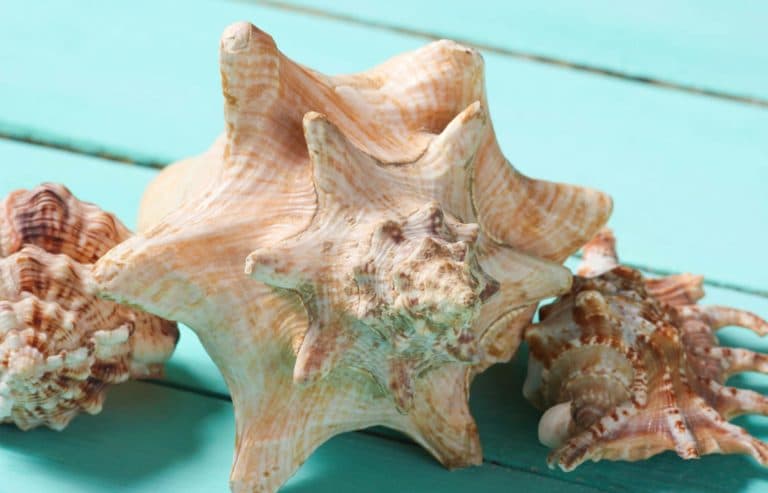 can you put seashells in a fish tank