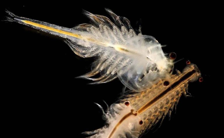 can you put sea monkeys in a fish tank