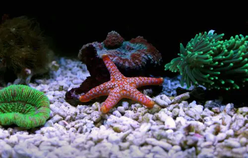 Do Starfish eat sponges