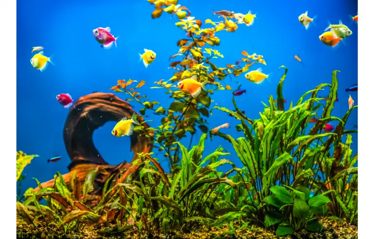 Starting A Freshwater Aquarium