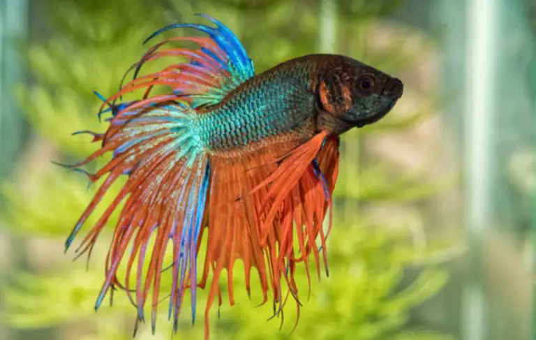 betta fish tank cycling