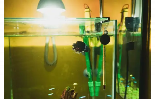 Fish tank setup ideas