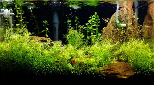 fish tank water level dropping