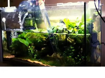 Is filter necessary for fish tank