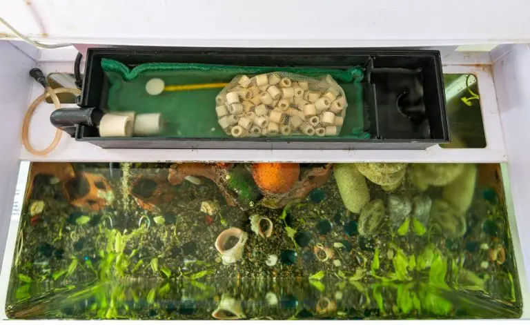 aquarium nitrogen cycle