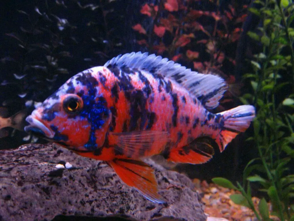 cichlid ob