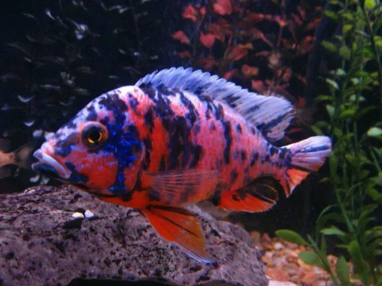 Ob Peacock Cichlid