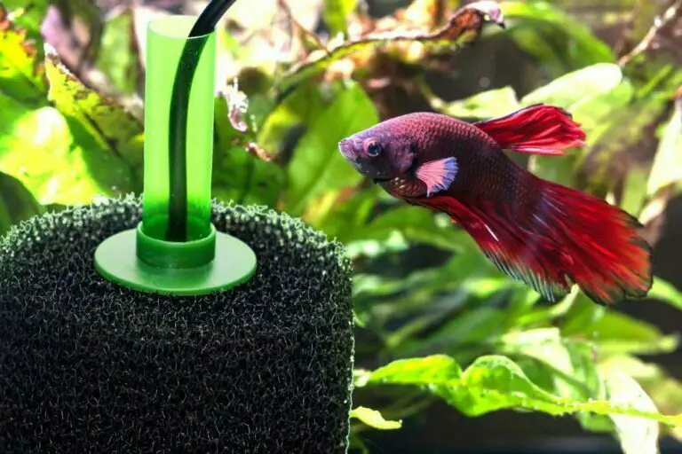 Sponge Filter Aquarium