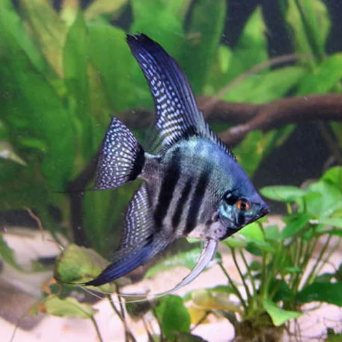 https://aquariumia.com/neon-blue-zebra-angelfish/