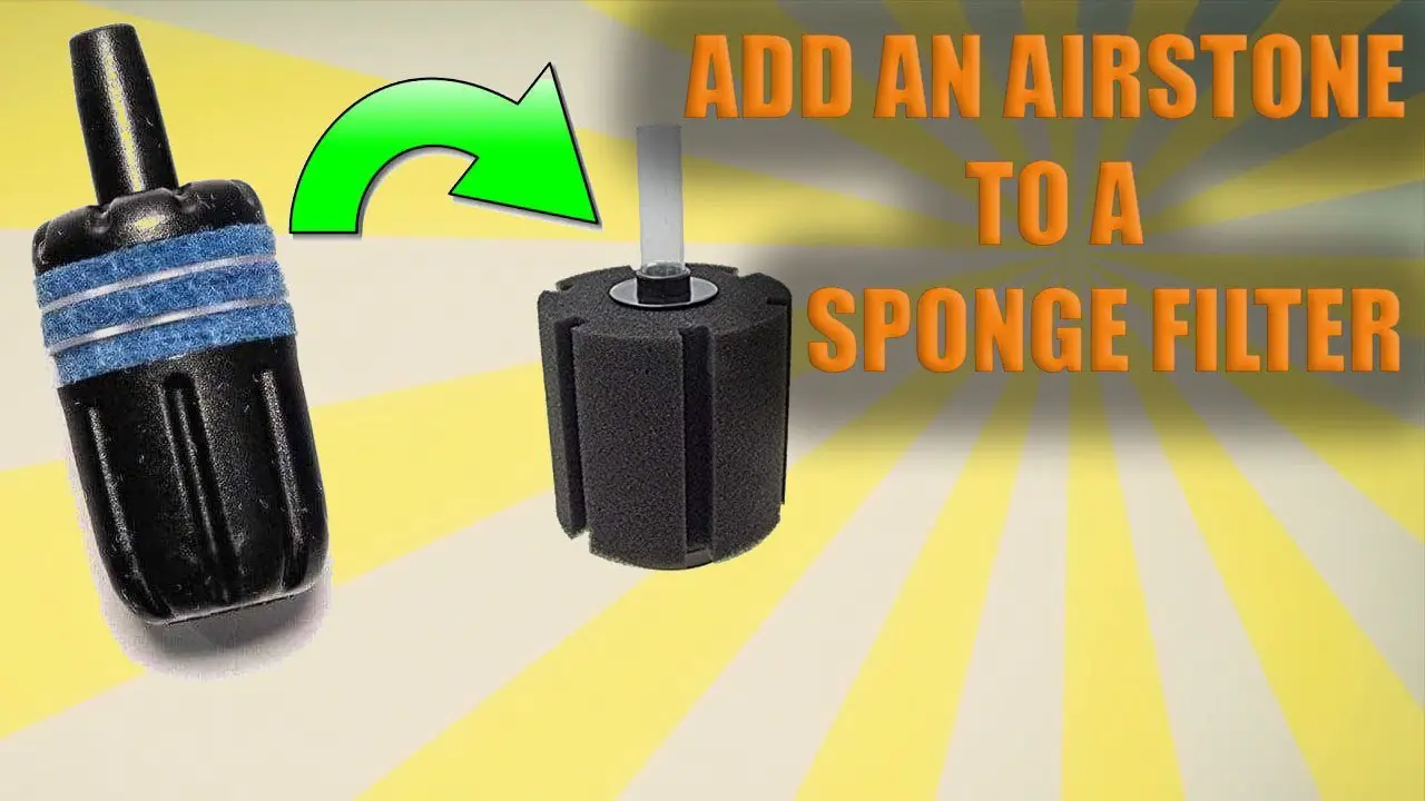 Air Stone vs Sponge Filter