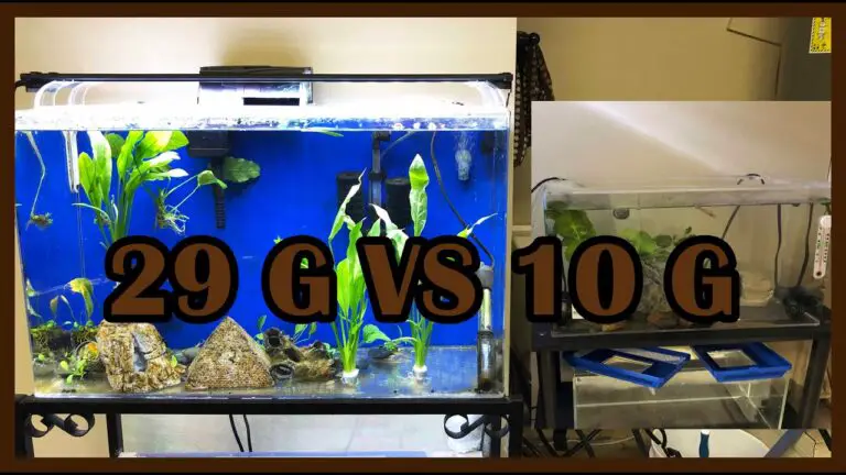 10 Gallon vs 20 Gallon Fish Tank: The Pros and Cons