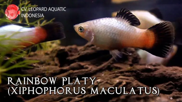 Rainbow Wagtail Platy