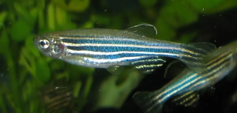 https://aquariumia.com/danio-rerio/
