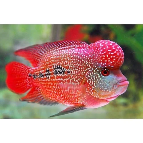 https://aquariumia.com/flowerhorn-cichlid/