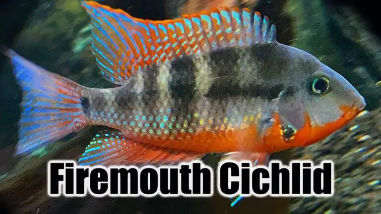 Firemouth Cichlid