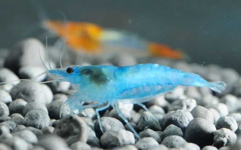 Sky Blue Velvet Shrimp
