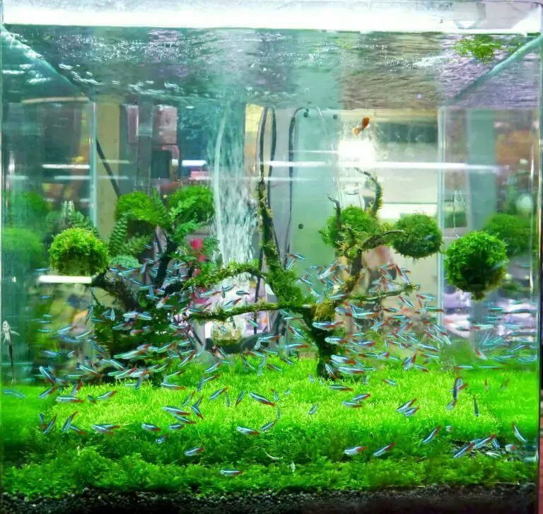 15 Gallon Fish Tank: A Miniature Ocean at Home