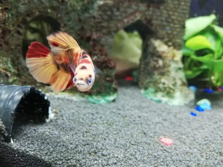 Is Pimafix Safe for Bettas?