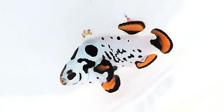 Designer Clownfish