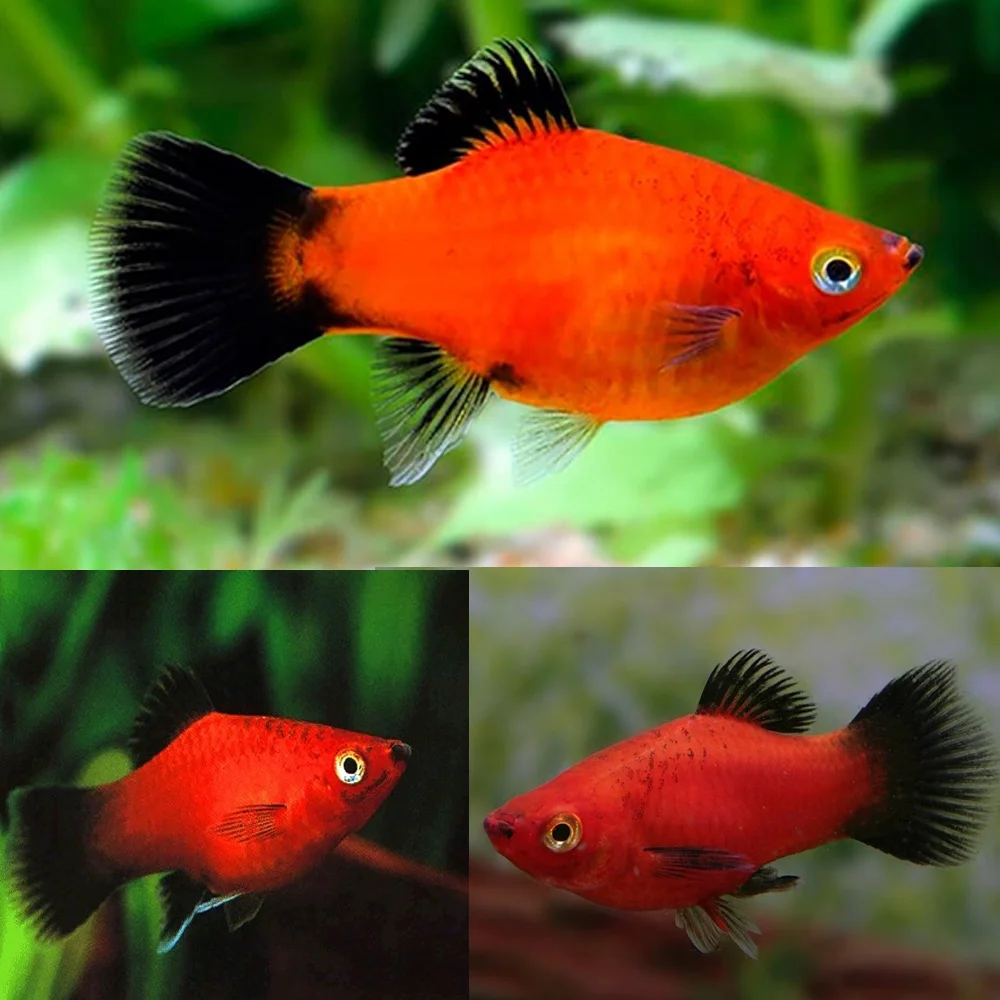 https://aquariumia.com/wagtail-platy/