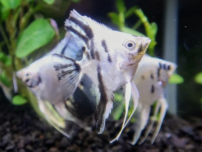 https://aquariumia.com/platinum-panda-angelfish/