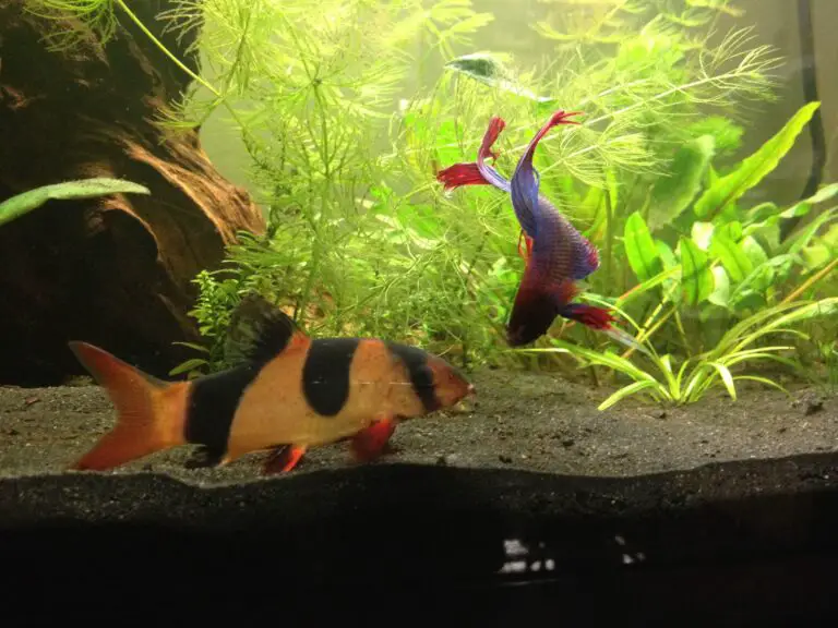 Clown Loach And Betta