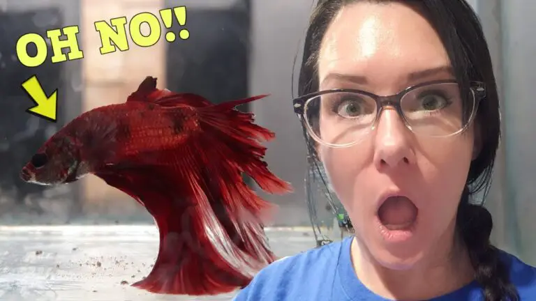 Sick Betta Fish 101: The Essential Guide