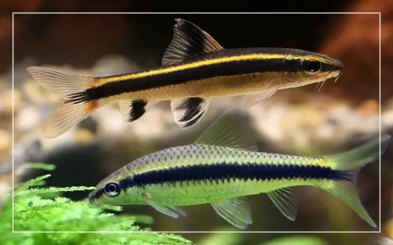 Siamese Algae Eater Vs Flying Fox