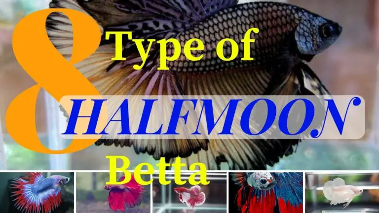 Halfmoon Betta Fish Types