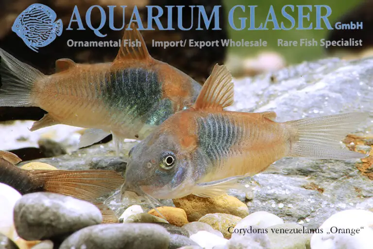 Orange Bronze Corydoras