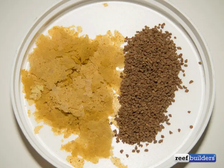 Fish Flakes Vs Pellets Aquariumia